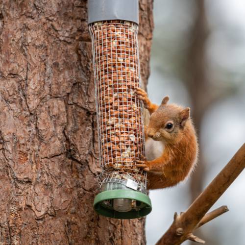 red squirrel on peanut feeder